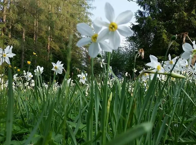 Hotel Gruenau - Wimmergreuth Grünau im Almtal
